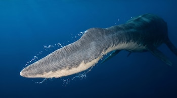 Cola escamosa de color gris y vientre blanco de un reptil marino sumergido en agua azul con burbujas de aire.