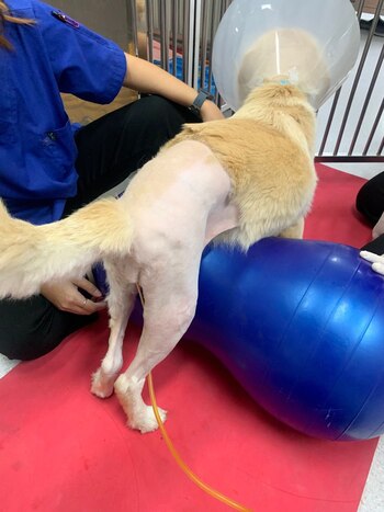 Matilda enfrentó tres ingresos hospitalarios