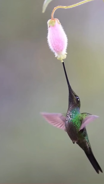 Primer plano de un colibrí de plumaje verde iridiscente y alas en movimiento. Su largo pico negro está insertado en una flor rosa pálido, con textura suave y peluda