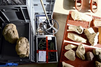 Los sellos de aduana de