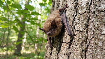 Un murciélago de pelaje marrón y alas oscuras se aferra a la corteza rugosa de un árbol. Al fondo se distingue un bosque verde borroso.
