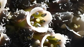 cordillera Chonta-Huancavelica-Perú-06 de junio