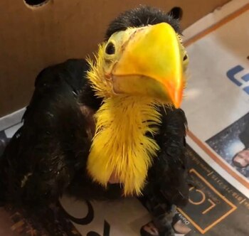 Cuando llegó, Touki se encontraba