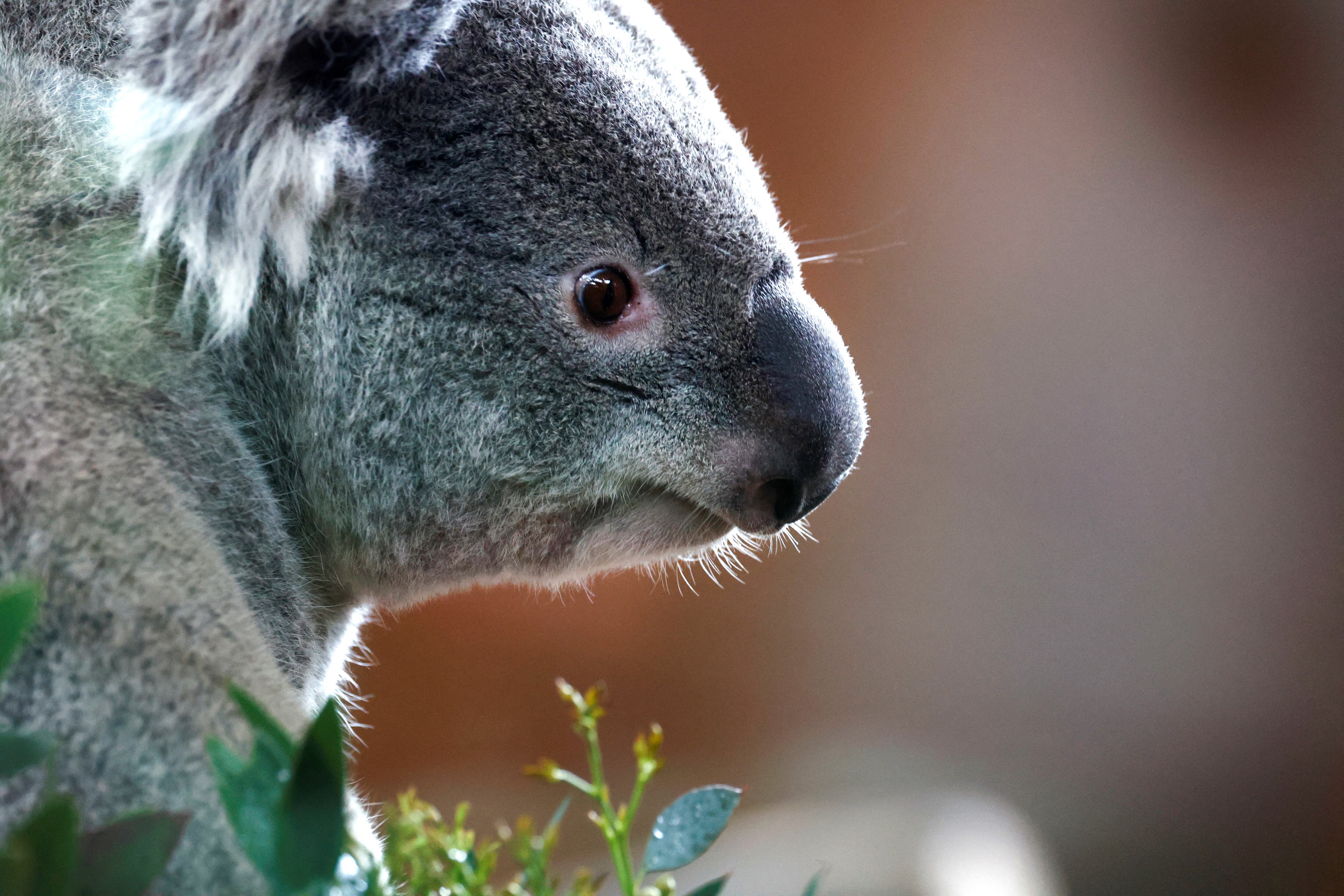 La baja diversidad genética limita la adaptación de los koalas frente a enfermedades y cambios ambientales (REUTERS)