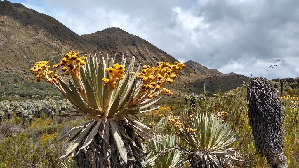 La ausencia de una zonificación específica impide definir áreas habilitadas para turismo ecológico en el Parque Nacional Natural Sumapaz - crédito Parques Nacionales Naturales de Colombia