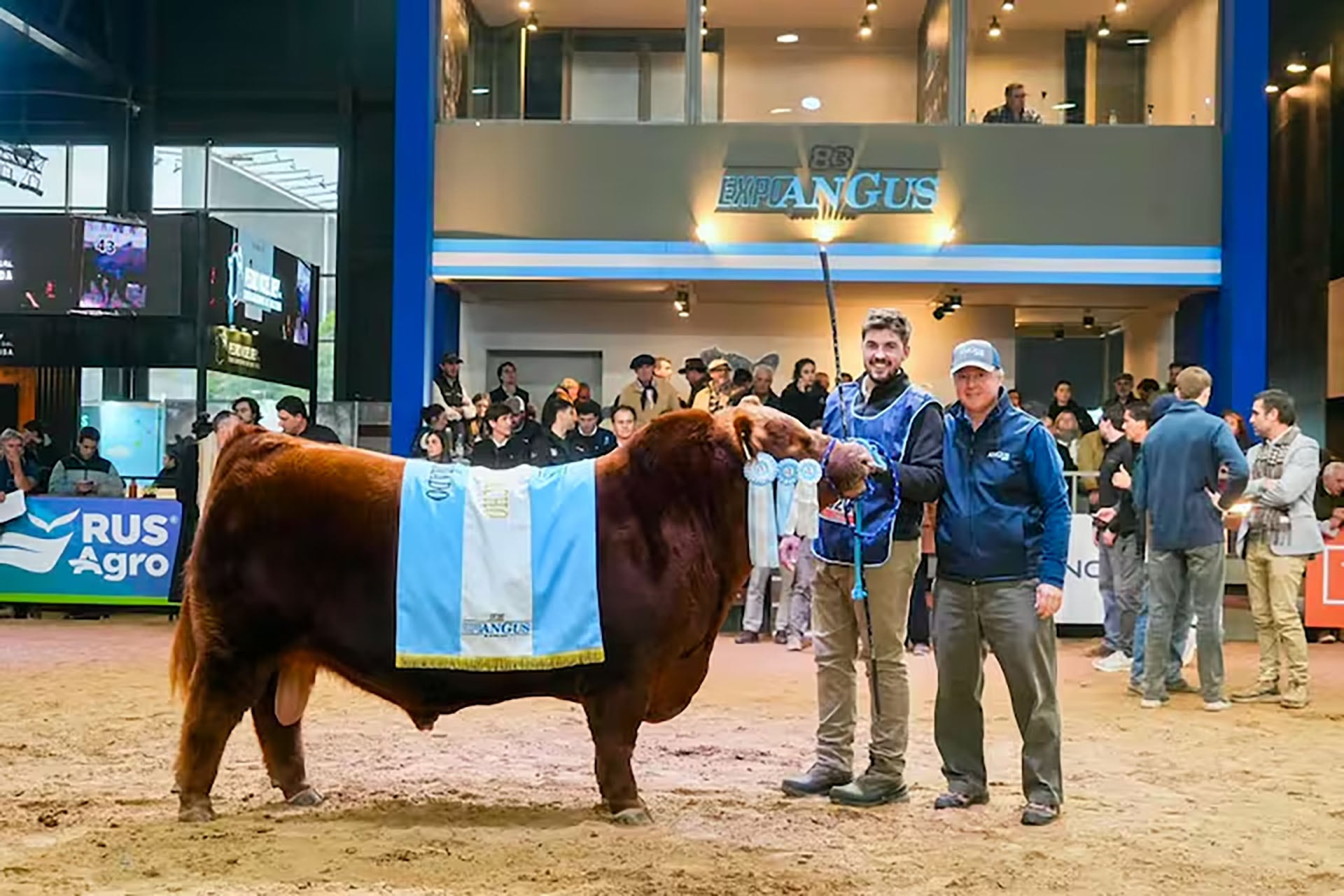 Álvaro obtuvo el título de Gran Campeón Macho Colorado en la última Exposición Angus de Otoño