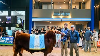 “Álvaro” se convirtió en el toro más caro de la Argentina: la cifra récord que pagaron por la mitad de un Angus campeón
