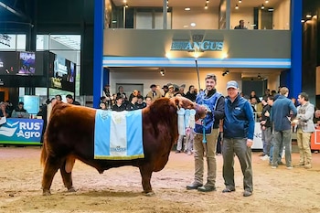 Un toro de pelaje castaño con una bandera argentina sobre el lomo permanece junto a dos hombres en una pista cubierta ante el público