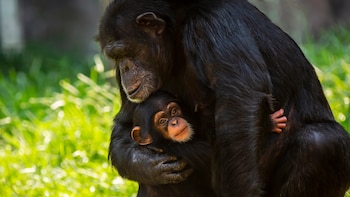 Chimpancés (Shutterstock)