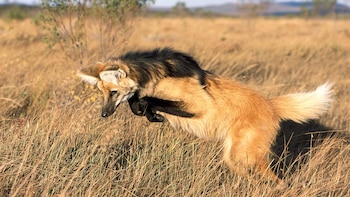La pérdida de hábitat y