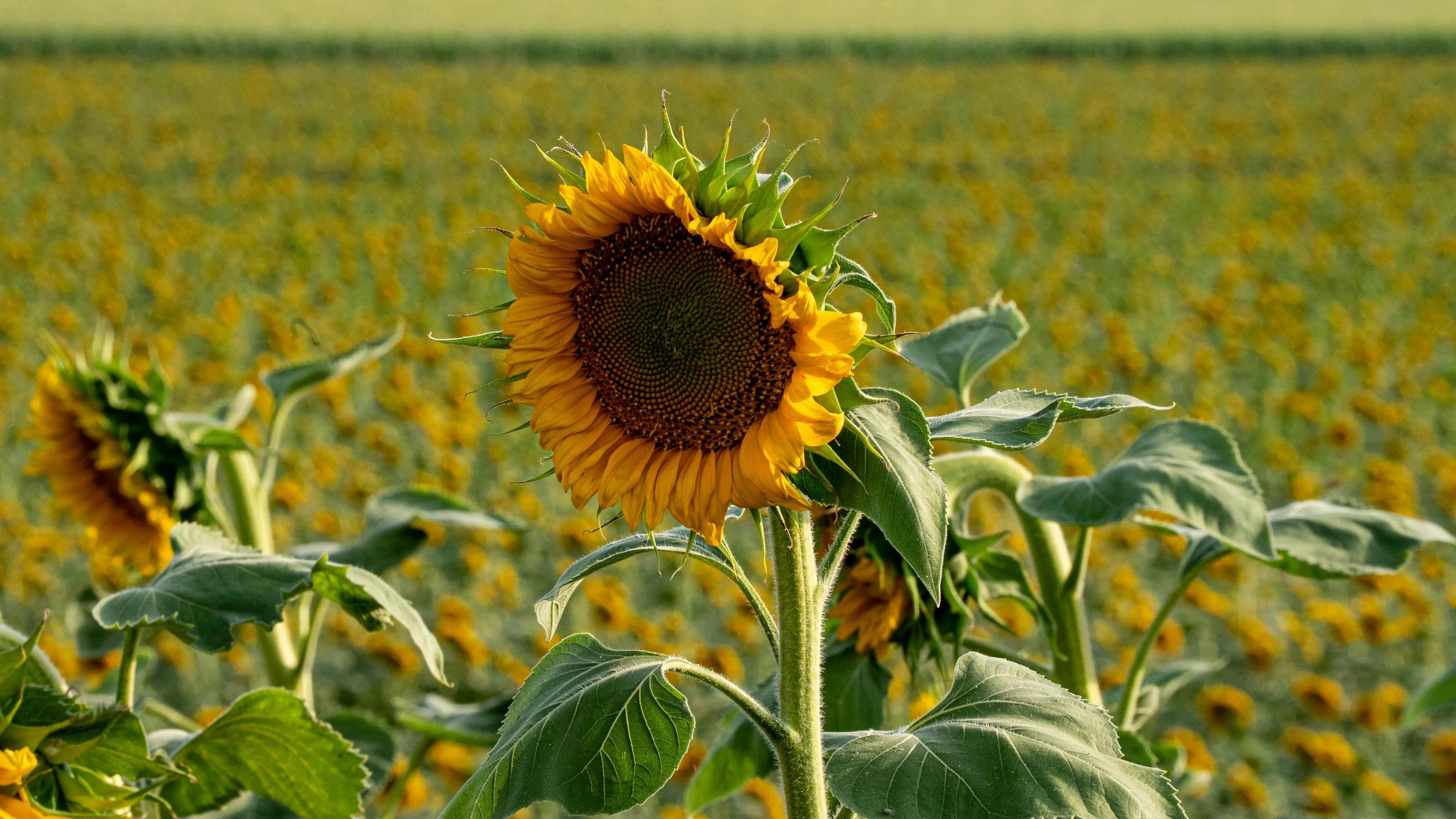 El INTA comparte claves para potenciar el girasol en Chaco: manejo del agua, elección del antecesor, siembra directa y el híbrido ideal(Pexels)