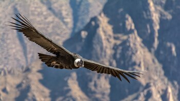 El ave nacional de Colombia