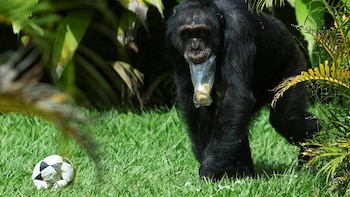 Denuncian que el chimpancé Yoko,