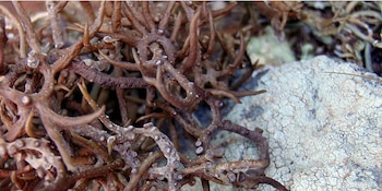 Orchilla (Foto: mycanarias.com)