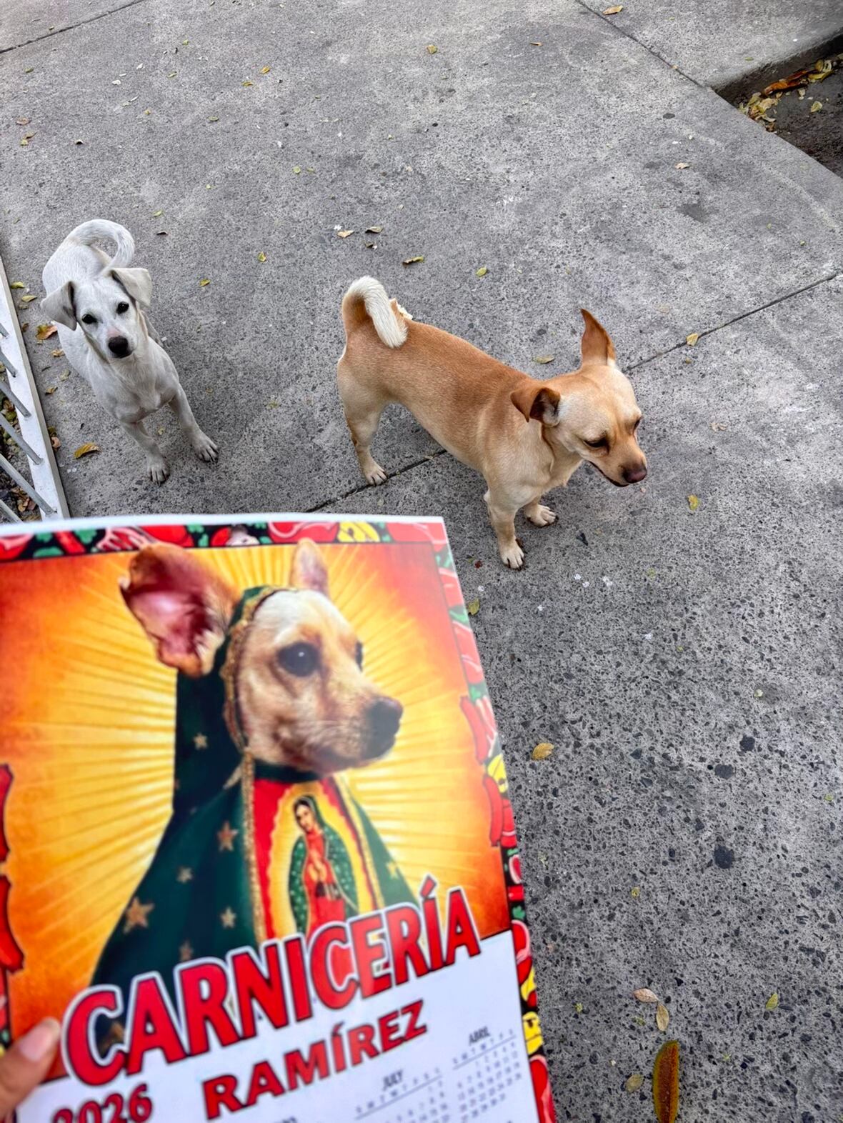 La creatividad de una familia jalisciense, inspirada por su mascota, generó reacciones que cruzaron fronteras. (TikTok: @marian.uveh)