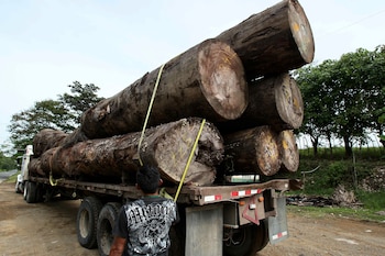 Un inspector revisa un camión que transporta madera en la provincia de Darién, Panamá. EFE/Alejandro Bolívar