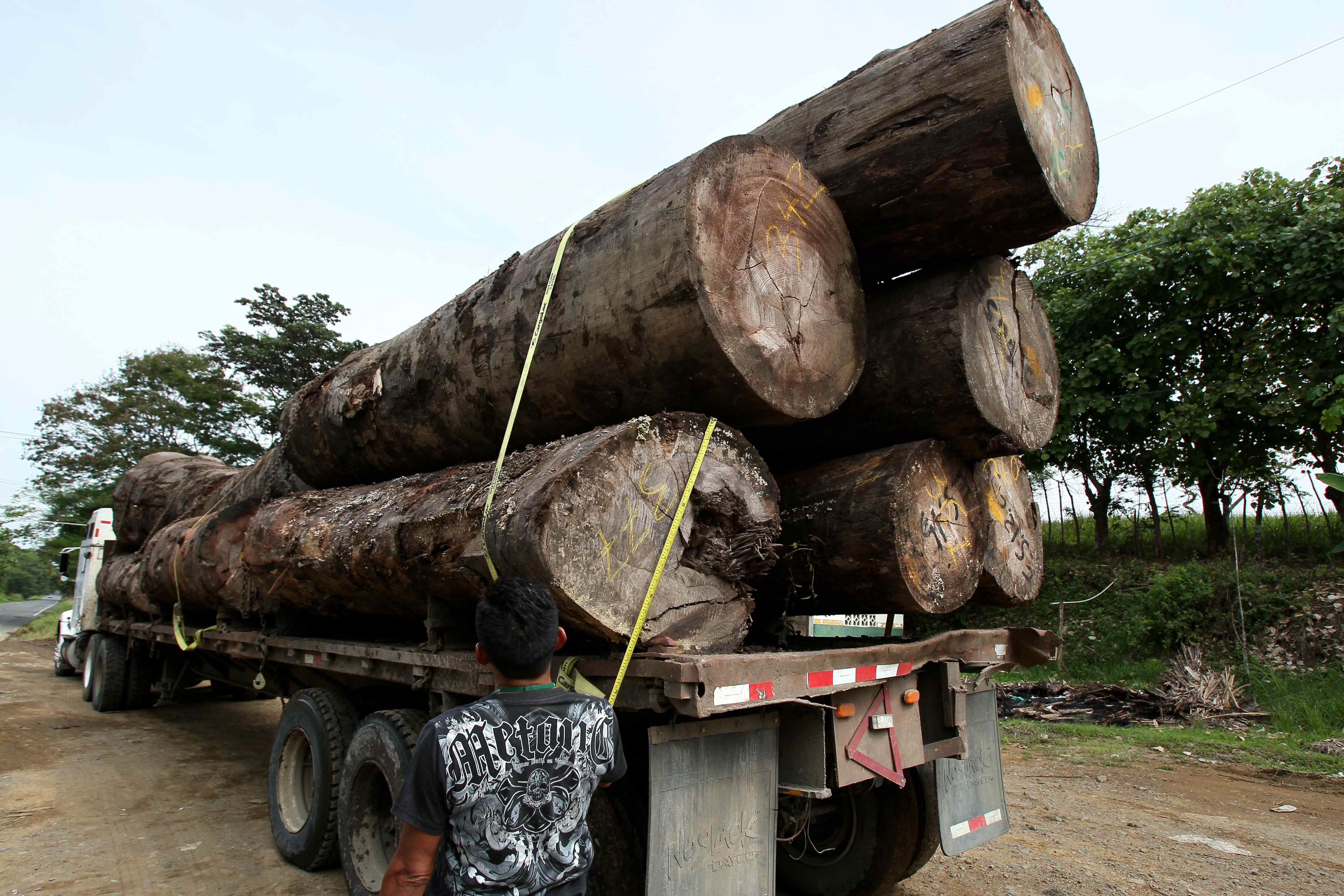 Un inspector revisa un camión que transporta madera en la provincia de Darién, Panamá. EFE/Alejandro Bolívar