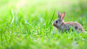 ¿Cómo el conejo doméstico se