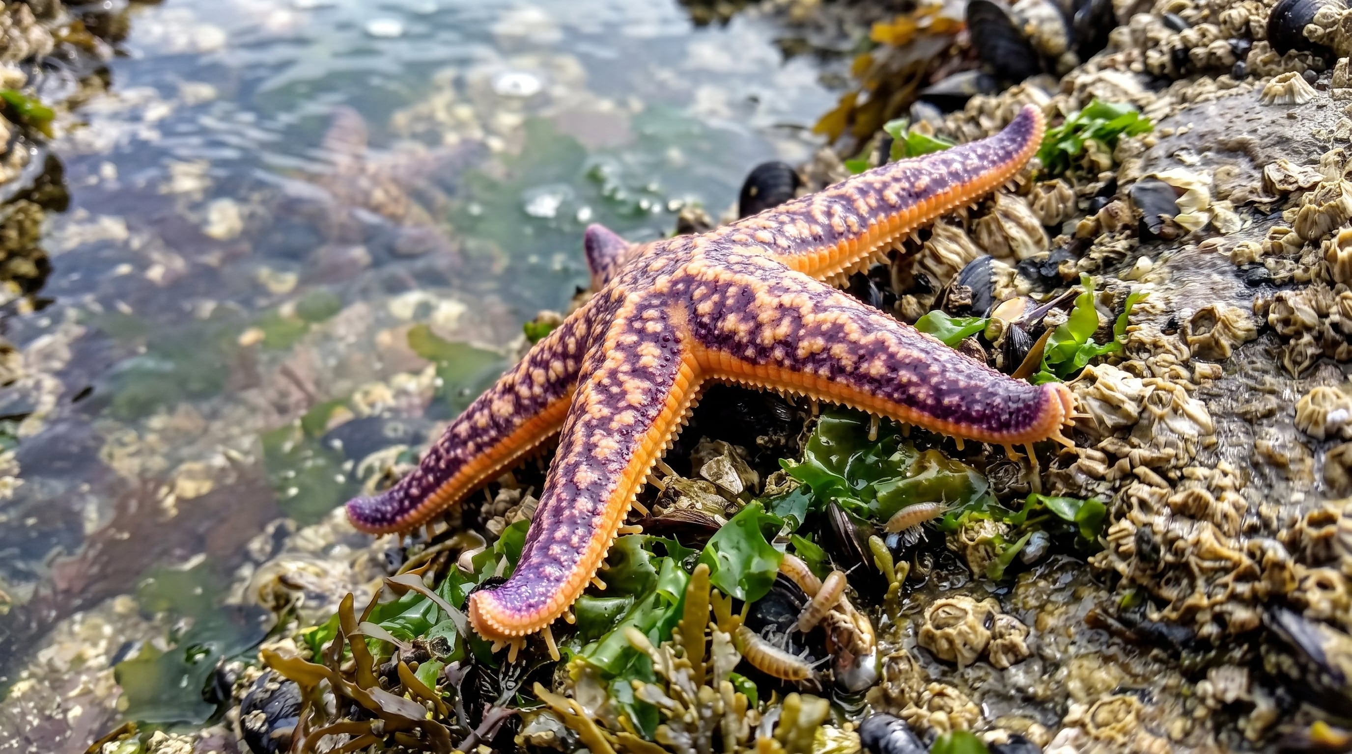 El mar sube y con él crece otra amenaza: la expansión de especies invasoras
