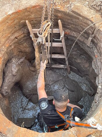 El caballo tiene lesiones que