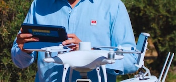 Caña de azúcar, yerba mate