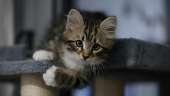 Cría de gato. (Canva)