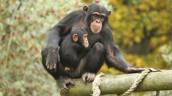 El cambio climático fue la