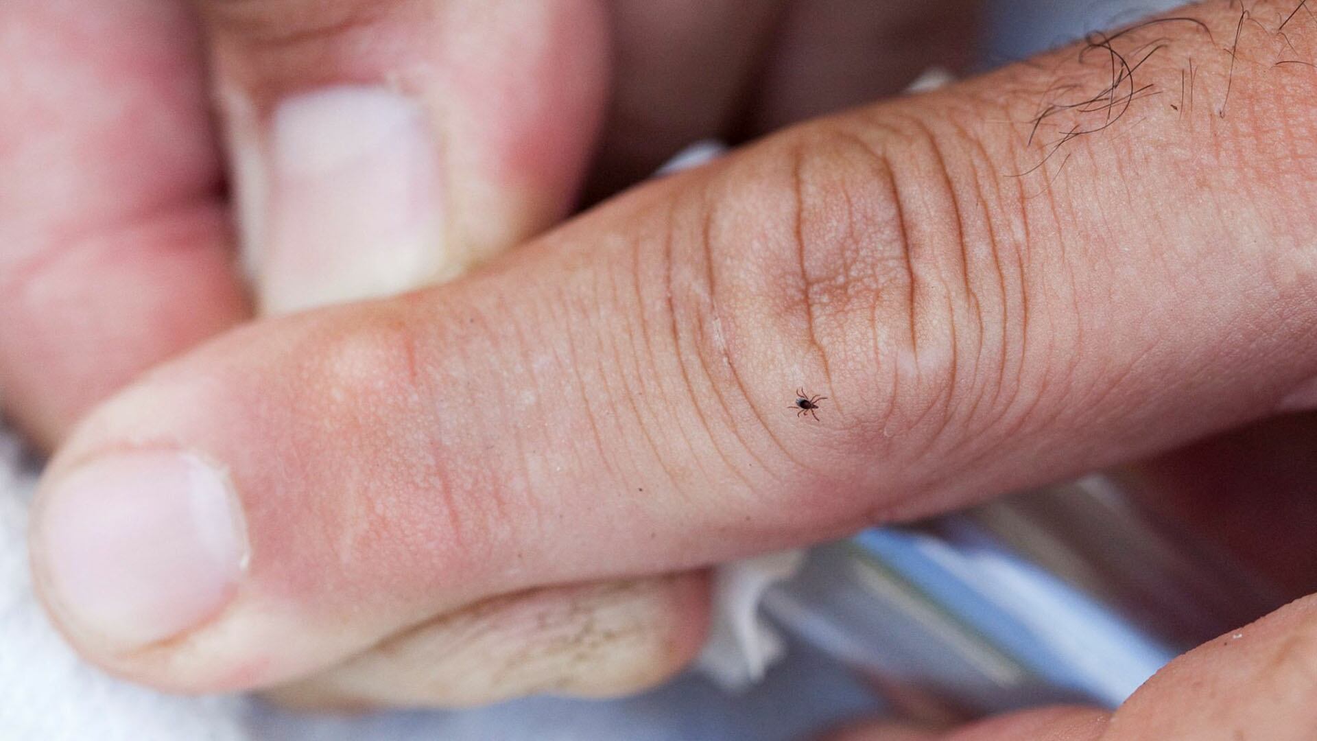 La enfermedad de Lyme es una infección bacteriana que transmite la garrapata de patas negras o garrapata del venado.(Crédito Kelvin Ma for Tufts University)