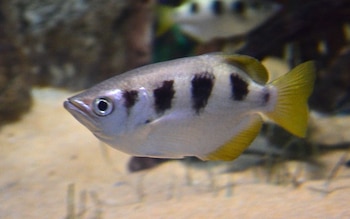 Este pez impacta con su