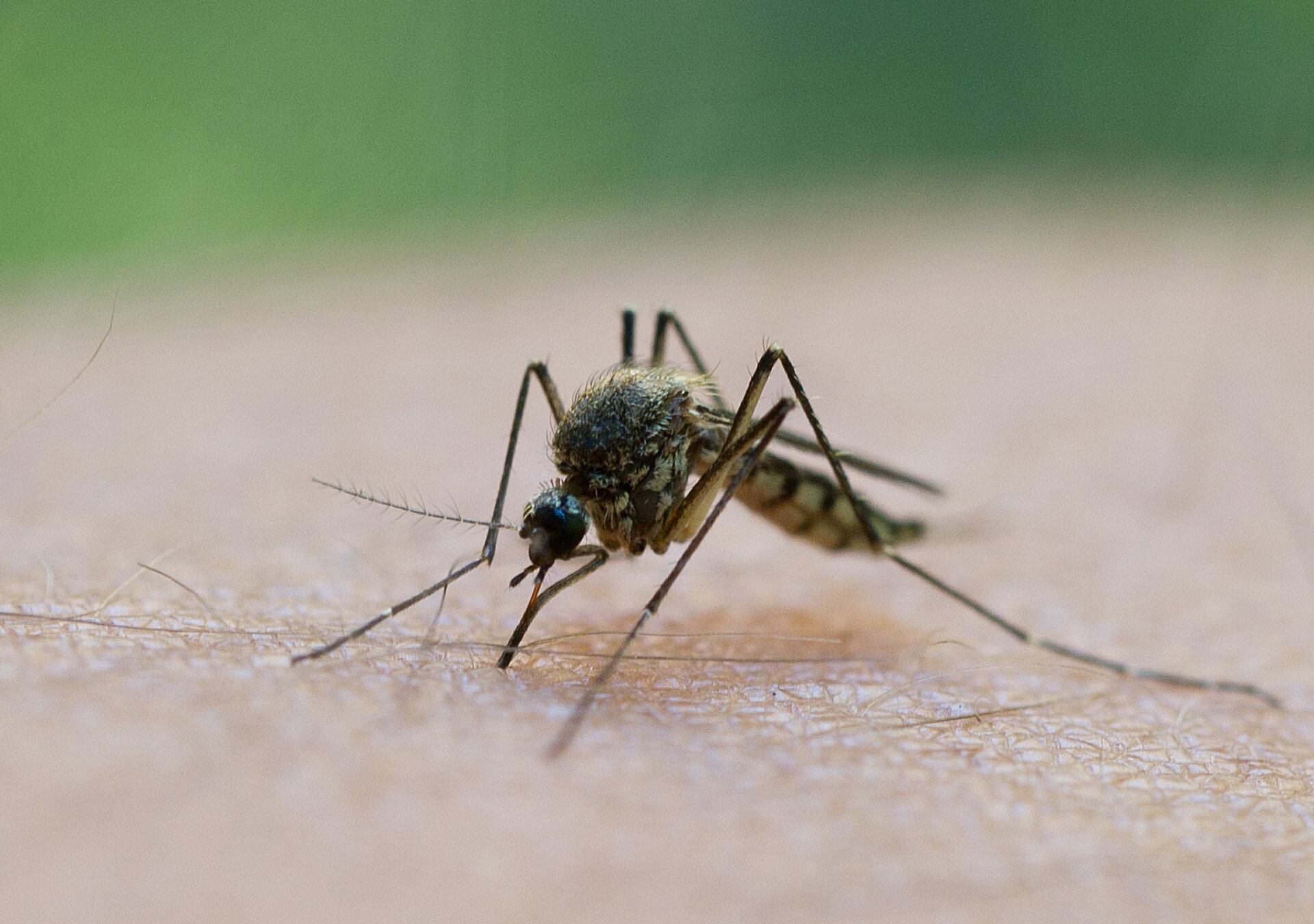 Mosquito alimentándose de sangre humana en un entorno de selva degradada