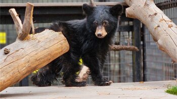 Las autoridades desconocen cómo es