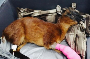 El venado de páramo rescatado