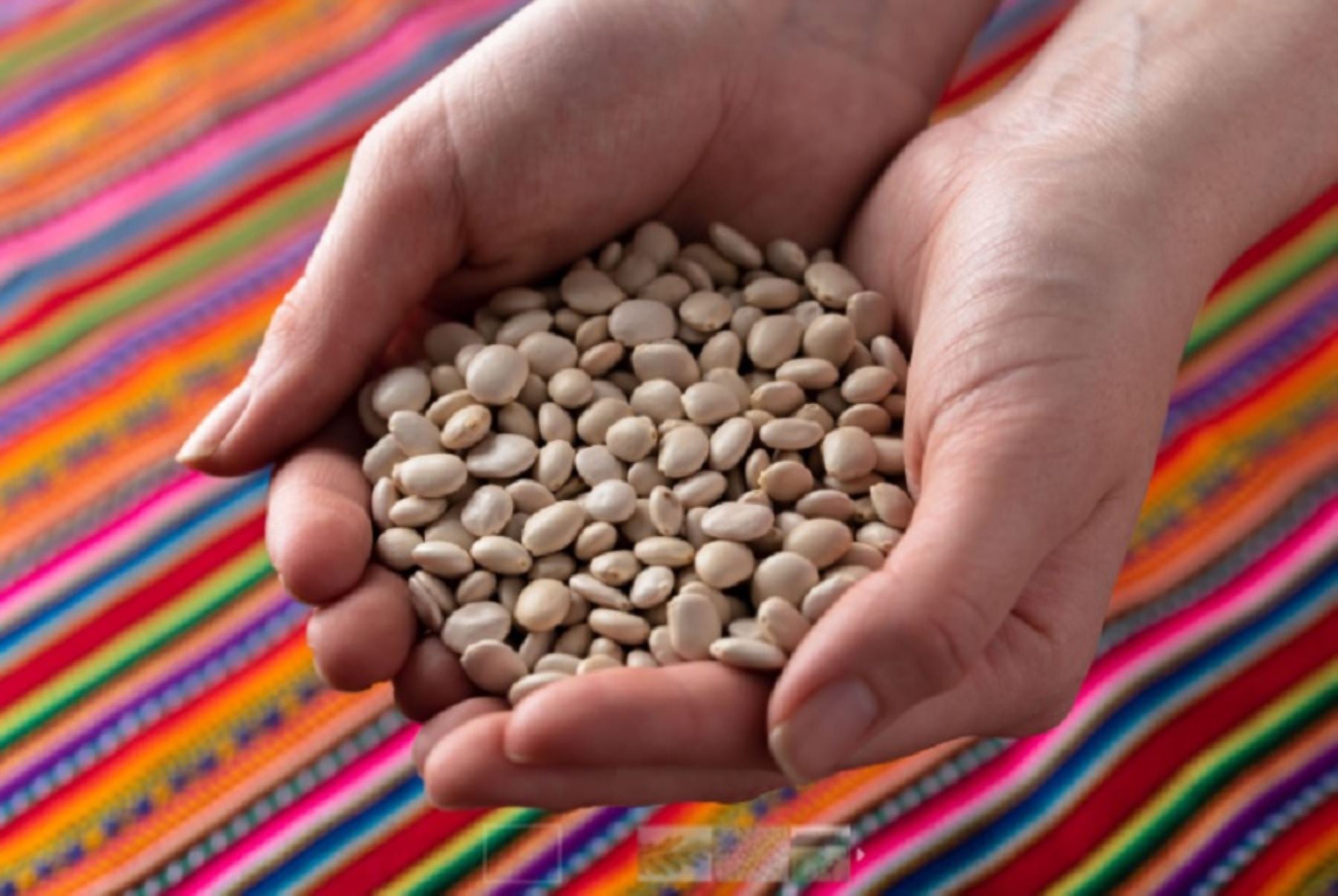 El tarwi, o Lupinus mutabilis, forma parte de la alimentación andina y puede consumirse tras el desamargado en ensaladas, guisos, sopas, cremas y harinas.