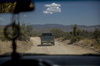 Para evitar el robo de esta planta endémica se ha planteado instalar retenes operados por la Guardia Nacional. (Foto: OMAR MARTÍNEZ /CUARTOSCURO.COM)