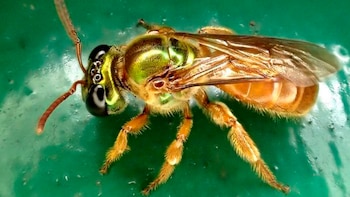 Primer plano de una abeja con cabeza verde, ojos negros grandes, tórax verde iridiscente, alas translúcidas, abdomen y patas anaranjados