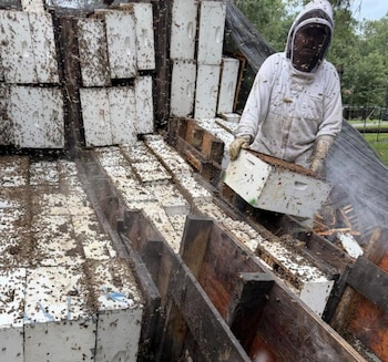 Una persona con traje de apicultor manipula una caja de colmenas entre otras cajas de madera y abejas vivas volando