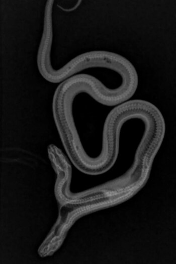 La cabeza más dominante parece