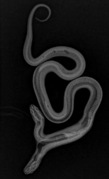 La cabeza más dominante parece