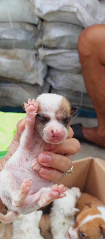 Los cuidadores atenderán a los