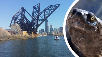 Un ciudadano de Chicago se