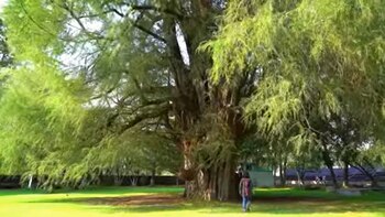 Ahuehuete Jilotepec Portada