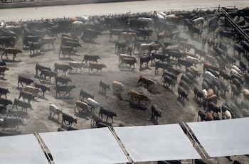Cientos de vacas de diferentes colores en un gran corral de tierra en una CAFO, levantando polvo. Se observan estructuras blancas en primer plano
