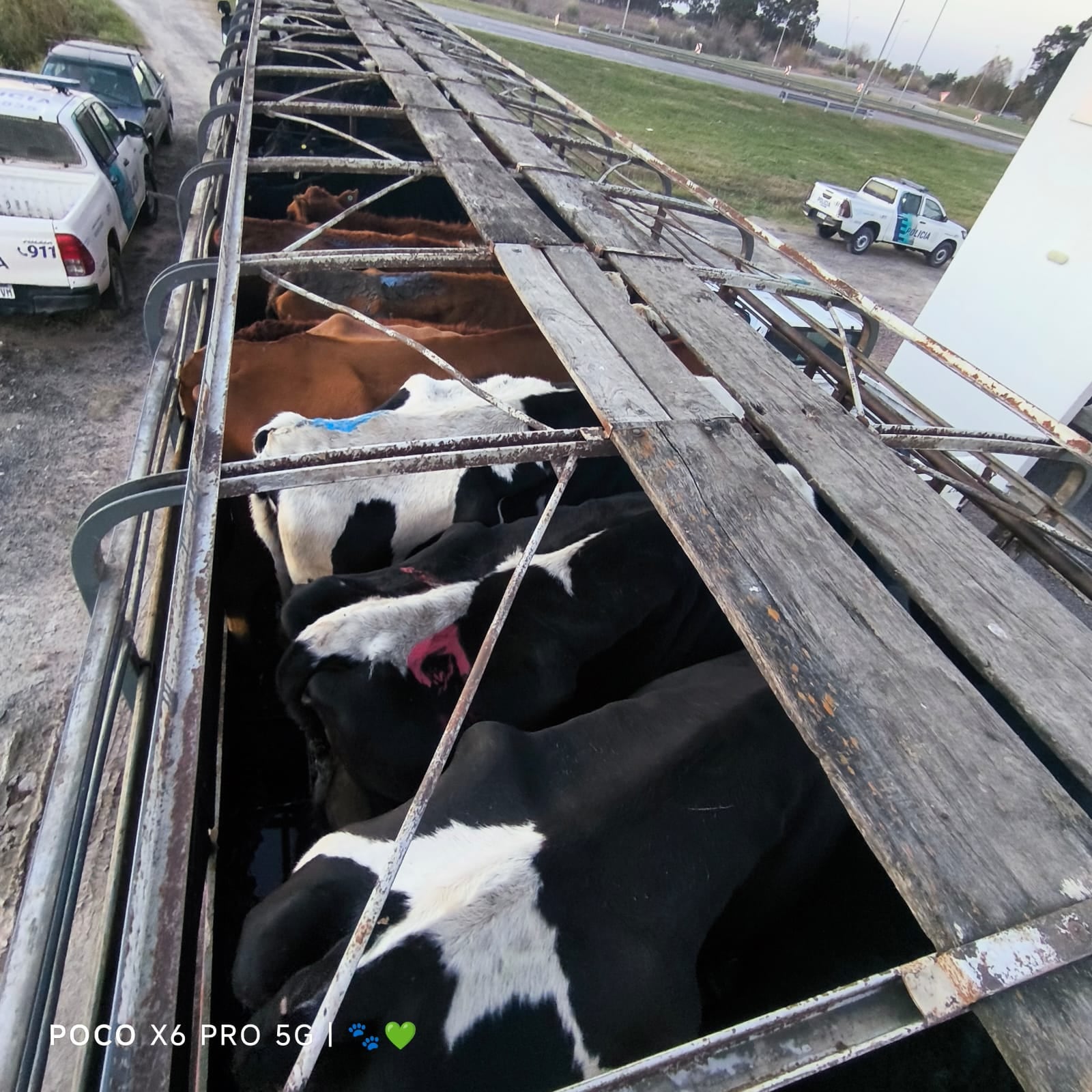 Minutos previos al rescate de las 27 vacas en San Vicente (Rescate Equino Cinco Corazones ONG)