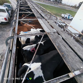 Rescate Equino Cinco Corazones ONG