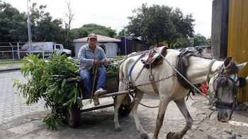 Nicaragua: Ciudad Sandino impondrá multas de hasta 1,500 córdobas (USD 40.82) por excrementos equinos en calles
