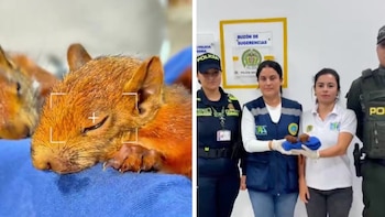 Pasajero intentó viajar desde Cartagena hacia República Dominicana con dos ardillas ocultas en los genitales: una murió