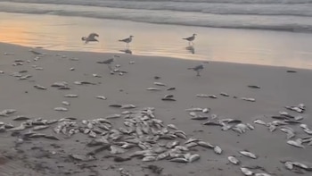 Un estado de EEUU detecta marea roja frente a una zona turística: hay peces muertos y reportes de irritación respiratoria