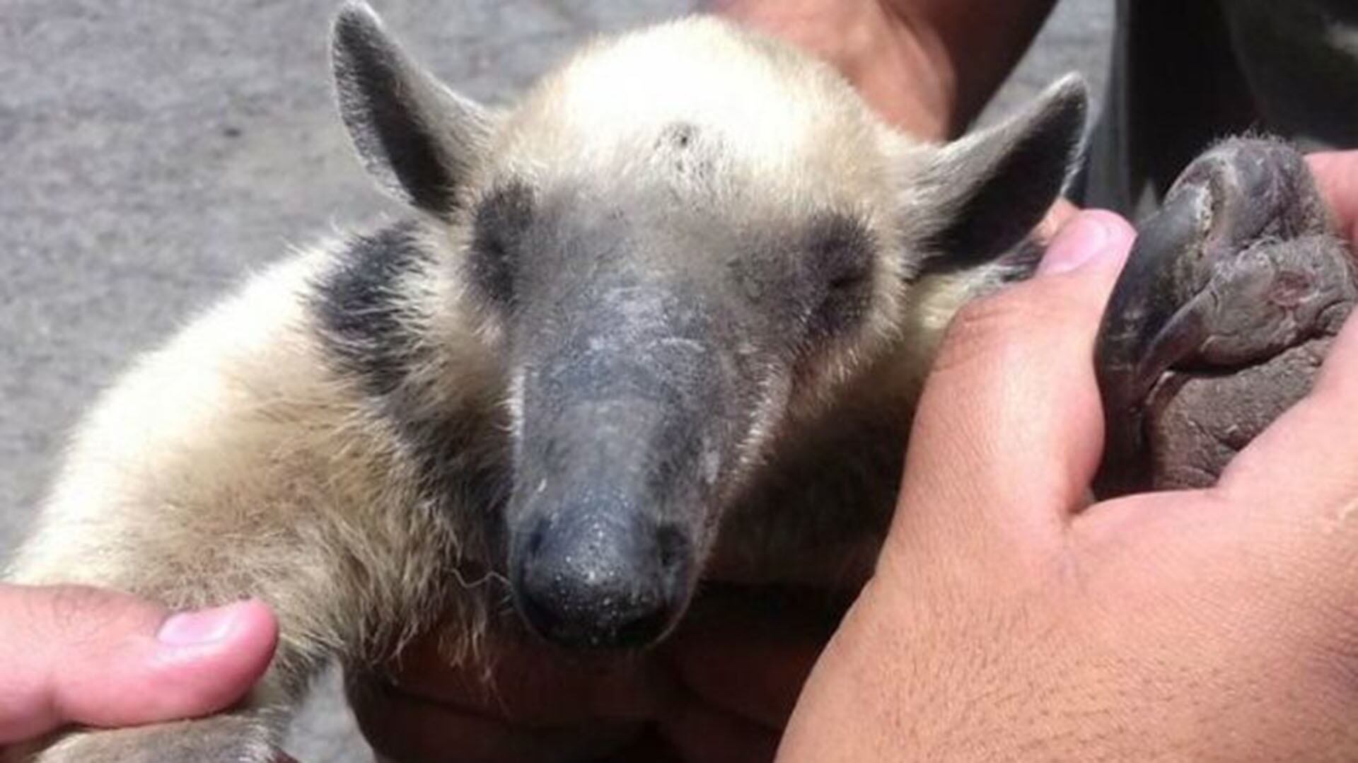 El oso hormiguero hallado en Tepito pertenece a la especie Tamandua mexicana, en peligro de extinción.