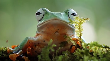 Día Mundial de las Ranas: Perú destaca por su alta diversidad y endemismo de anfibios. (Foto: FB/@upch.favez)