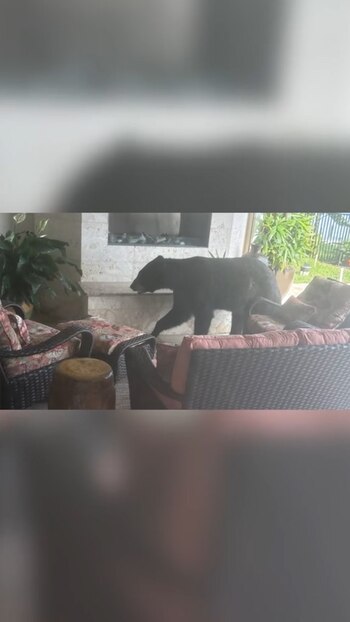 El oso negro fue detectado